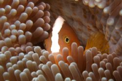 Bunaken Marine Park August 2005 by Brad Cox 